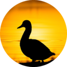 Steamer Duck Consulting